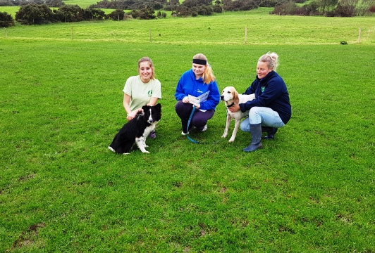 YAP Cork Young Person and Advocate Volunteer at the West Cork Animal Rescue  Centre